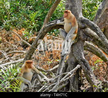 Proboscis masculins (singes) bec long sitting on tree, Sabah (Bornéo), Malaisie Banque D'Images