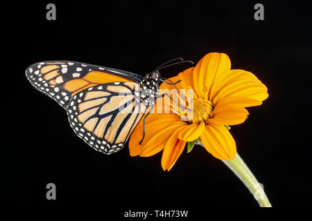 Un papillon Monarque Danaus plexippus se nourrissent d'une fleur tithonia - vue latérale sur un fond noir Banque D'Images