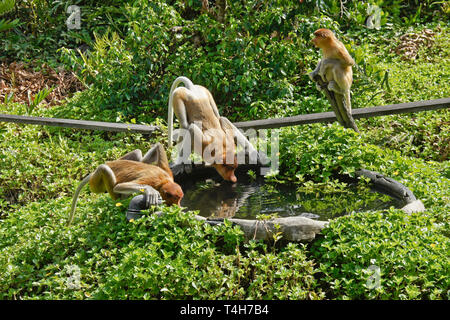 Proboscis (singes) bec long de potable extérieure, Labuk Bay Proboscis Monkey Sanctuary, Sandakan, Sabah (Bornéo), Malaisie Banque D'Images