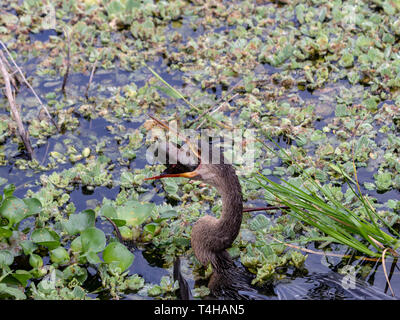 L'Anhinga d'Amérique (dard) avaler un poisson-chat ensemble Banque D'Images