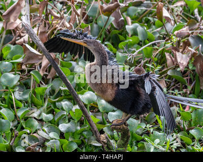 L'anhinga mâle est noir avec quelques gris argenté plumes sur la queue vers la femelle qui a une couleur brunâtre sur le haut du corps. Banque D'Images