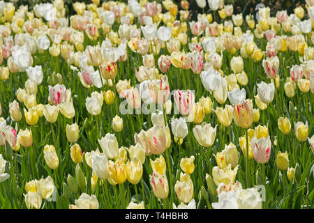 Tulipes dans un parc, Alanya, Turquie Banque D'Images