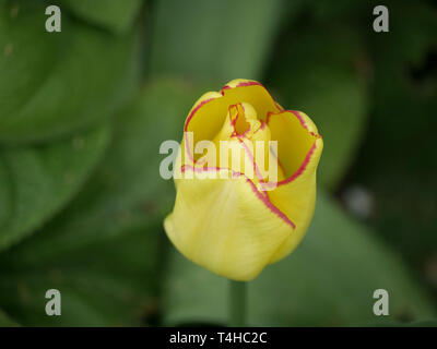 Pointe rouge délicat sur une belle tulipe jaune profond Banque D'Images