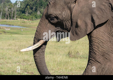 L'éléphant africain, photographié à Knysna Elephant Park de la Garden Route, Western Cape, Afrique du Sud Banque D'Images