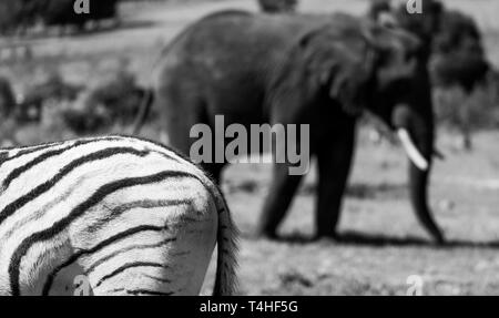 L'éléphant africain, photographié à Knysna Elephant Park de la Garden Route, Western Cape, Afrique du Sud Banque D'Images