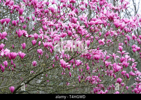 Magnolia en fleurs au printemps. Banque D'Images