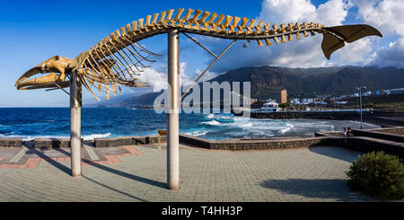 Squelette d'une baleine sur l'affichage à la côte en Los Silos, Tenerife, Espagne le 15 novembre 2016 Banque D'Images