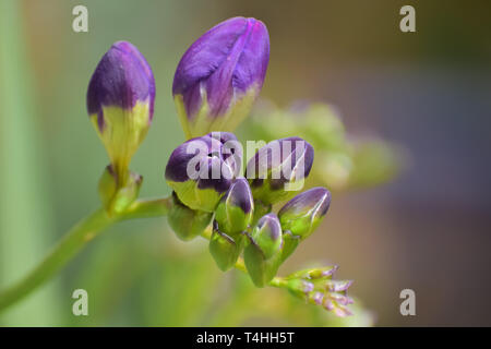 Gros plan du Freesia violet avec des boutons de fleurs non ouvert. Banque D'Images