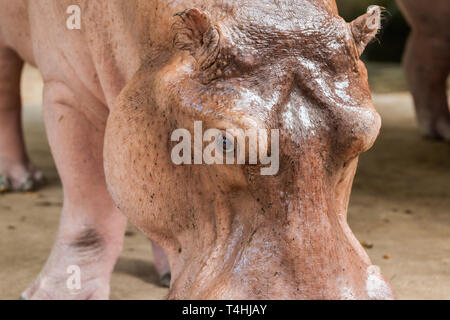 Portrait d'une tête d'hippopotame Banque D'Images