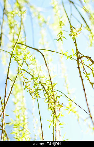 Environnement naturel, jardin botanique de textures et de la bioénergie concept - feuilles vertes au printemps, nature background Banque D'Images