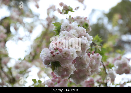 Cisterna. 14 avr, 2019. Photo prise le 14 avril 2019 montre des fleurs au jardin de Ninfa de Cisterna, Latina, Italie centrale. En tant qu'Italien, monument naturel, le parc s'étend sur 105 hectares de terres et de la magnifique jardin paysager de 8 hectares Ninfa couvre autour qui est chargé avec des plantes exotiques, de chênes, de cyprès, de prés herbeux, d'eau, et une grande variété de roses. La création de ce merveilleux bijou a commencé en 1921 selon le style jardin anglais. Credit : Cheng Tingting/Xinhua/Alamy Live News Banque D'Images