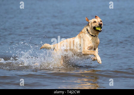 Southport, Merseyside, Royaume-Uni. 17 avril 2019. Météo France : Les chiens tous les jours. Sur une magnifique journée de printemps chaud, 'Fabio' a 4 ans Golden Labrador a le meilleur jour jamais comme il chasse sa balle de tennis à travers les eaux de marée sur la plage de Southport Merseyside. Credit : Cernan Elias/Alamy Live News Banque D'Images