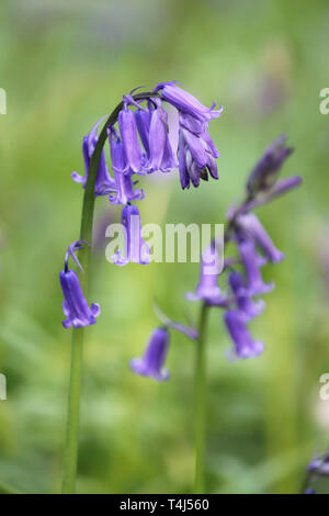 Epsom, Surrey, Angleterre, Royaume-Uni. 17 avril 2019. Un début d'affichage English bluebells à Horton Country Park, Epsom, Surrey. Credit : Julia Gavin/Alamy Live News Banque D'Images