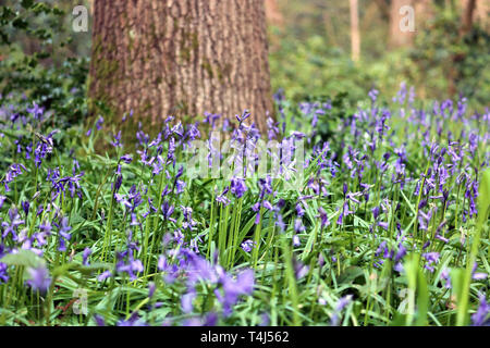 Epsom, Surrey, Angleterre, Royaume-Uni. 17 avril 2019. Un début d'affichage English bluebells à Horton Country Park, Epsom, Surrey. Credit : Julia Gavin/Alamy Live News Banque D'Images