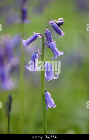 Epsom, Surrey, Angleterre, Royaume-Uni. 17 avril 2019. Un début d'affichage English bluebells à Horton Country Park, Epsom, Surrey. Credit : Julia Gavin/Alamy Live News Banque D'Images