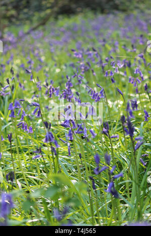 Epsom, Surrey, Angleterre, Royaume-Uni. 17 avril 2019. Un début d'affichage English bluebells à Horton Country Park, Epsom, Surrey. Credit : Julia Gavin/Alamy Live News Banque D'Images