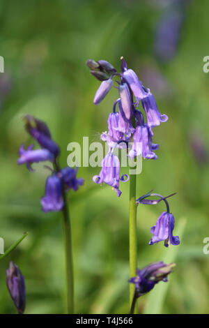 Epsom, Surrey, Angleterre, Royaume-Uni. 17 avril 2019. Un début d'affichage English bluebells à Horton Country Park, Epsom, Surrey. Credit : Julia Gavin/Alamy Live News Banque D'Images