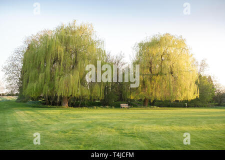 Beaux saules et siège vide en anglais pays domaine de l'hôtel, Billesley Manor, Warwickshire, Angleterre Banque D'Images