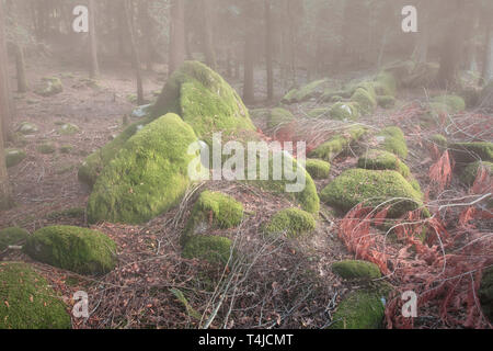 Les roches de la forêt brumeuse profonds recouverts de mousse dans la lumière du matin. Banque D'Images