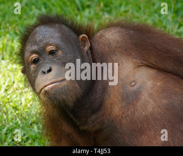 Portrait de jeune homme à l'orang-outan de Bornéo Sepilok Orang Utan Centre de réadaptation, Sandakan, Sabah (Bornéo), Malaisie Banque D'Images