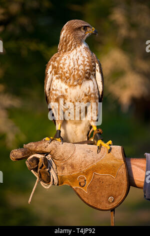 Buse variable (Buteo buteo). Aussi connu sous : Désert, Buzzard (Buzzard japonicus), Buzzard, steppe eurasienne (Buzzard vulpinus) Banque D'Images