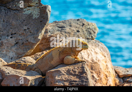 Iguane terrestre endémique Santa Fe (Conolophus pallidus) sur un rocher le long de l'océan Pacifique à Santa Fe island, îles Galapagos, Equateur. parc nationail Banque D'Images