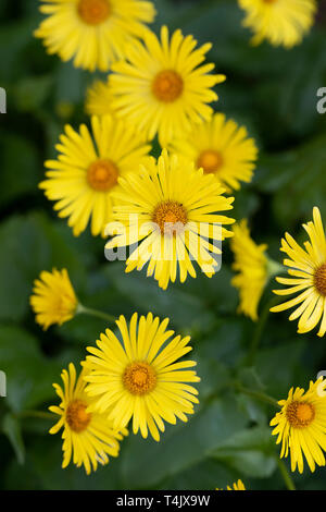 Fleur Doronicum orientale Finesse. Léopards fleurs de Bane Banque D'Images