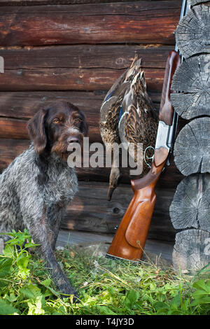 Braque Allemand, fusil de chasse et les canards près du pavillon de chasse Banque D'Images