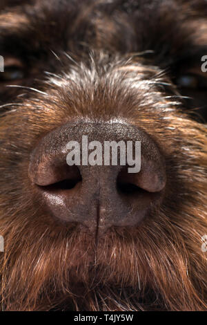 Le nez d'un chien de chasse, Close up Banque D'Images