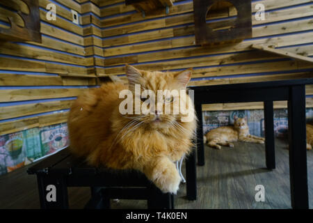 Image d'un chat au Vietnam Banque D'Images