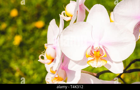 Fleurs d'orchidées sur la droite. Fond vert. Blanc, violet, rose fleur sur un pré Banque D'Images