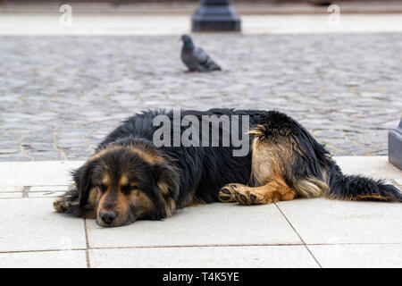 Une triste pauvre chien couché sur la rue Banque D'Images