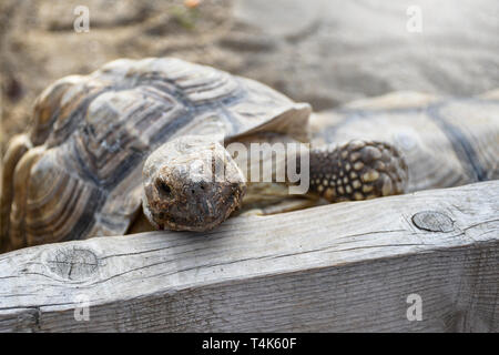 Petite tortue terrestre à l'intérieur de clôture en bois à l'arrière-cour utilisée comme un animal de compagnie à la maison Banque D'Images