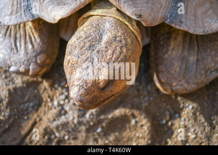 Petite tortue terrestre à l'intérieur de clôture en bois à l'arrière-cour utilisée comme un animal de compagnie à la maison Banque D'Images