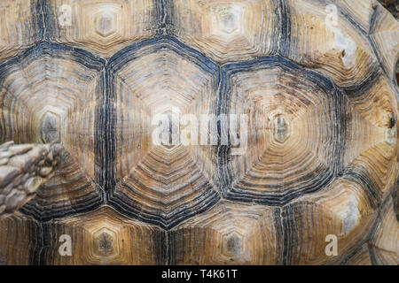 Petite surface de la carapace de tortue détaillés fermer up Vue de dessus Banque D'Images