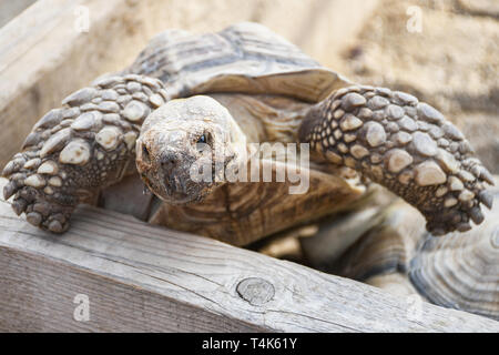 Petite tortue terrestre à l'intérieur de clôture en bois à l'arrière-cour utilisée comme un animal de compagnie à la maison Banque D'Images