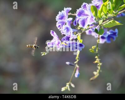 Nature, violet et blanc bordé Geisha Girl fleurs avec vol stationnaire australien planant à proximité sur un joli vert gris flou jardin côtier arrière-plan Banque D'Images