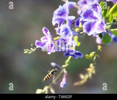 Nature, violet et blanc bordé Geisha Girl fleurs avec vol stationnaire australien planant à proximité sur un joli vert gris flou jardin côtier arrière-plan Banque D'Images