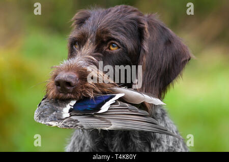 Chien avec l'aile de canard dans les dents, Close up Banque D'Images