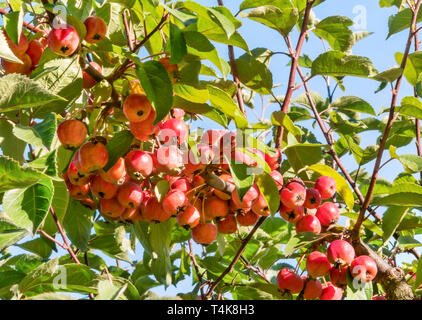 Paradis rouge pommes accroché sur un arbre dans le jardin. Branche de pommier paradis décoratif avec des fruits. Banque D'Images