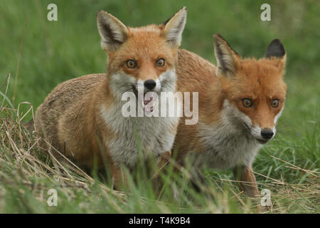 Deux magnifiques wild Red Fox (Vulpes vulpes) à la recherche de nourriture pour manger dans l'herbe longue. Banque D'Images