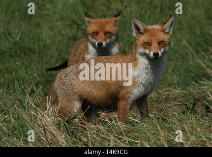 Deux magnifiques wild Red Fox (Vulpes vulpes) à la recherche de nourriture pour manger dans l'herbe longue. Banque D'Images