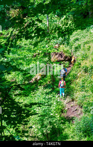 Randonnée sur l'aventure en forêt sentier rooty Banque D'Images