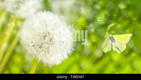 Le pissenlit blowball rêve fleurs, graines volent au vent et papillon au soleil. Tons pastel golden. Macro avec soft focus. Délicate transpa Banque D'Images