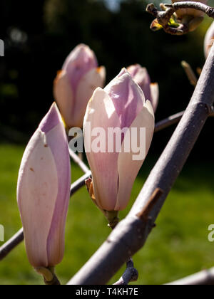 Magnolia Fleurs Banque D'Images