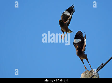 Scène de mouvement d'oiseaux Mynah sautant en l'air isolé sur Ciel Bleu Banque D'Images