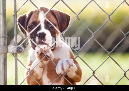 Triste petit chiot dans une cage Banque D'Images