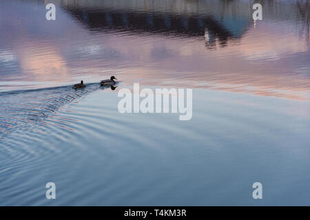 Deux canards natation rose-bleu sur le miroir lisse surface d'une rivière tranquille. Banque D'Images