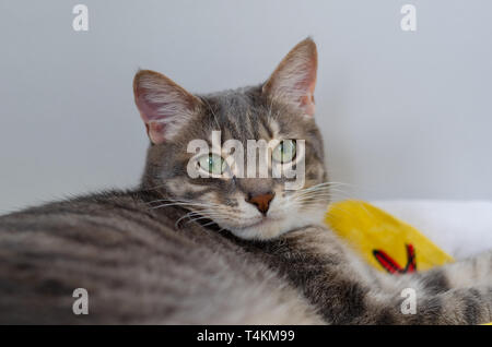 Chat tigré gris à rayures allongé sur la table . Banque D'Images