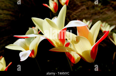 Fleur rouge et jaune sur fond sombre Banque D'Images